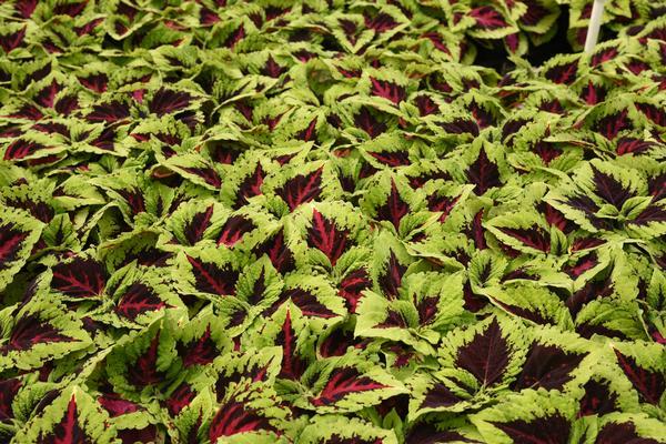 Coleus Kong Jr  Rose - View 4 from www redcrocus com
