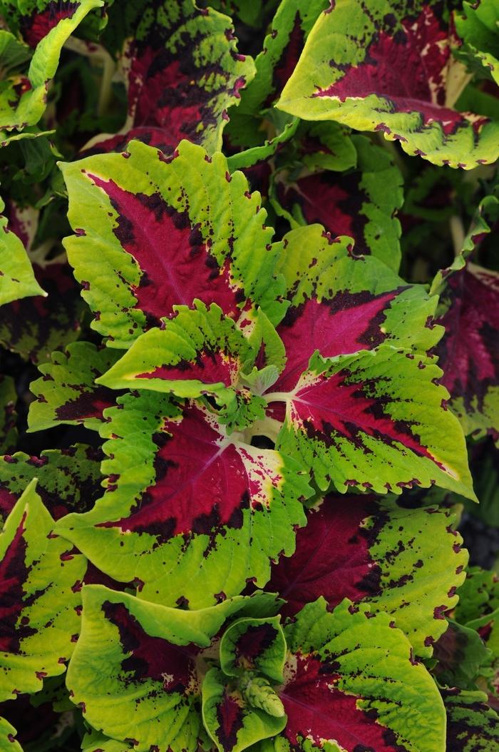 Coleus Kong Jr  Rose - View 5 from www redcrocus com