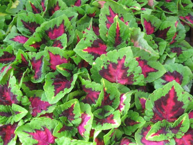 Coleus Kong Jr  Rose - View 6 from www redcrocus com