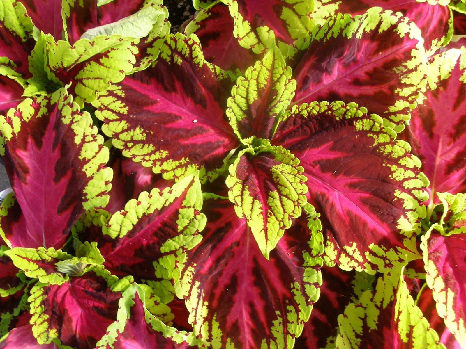 Coleus Kong Jr  Rose - View 7 from www redcrocus com