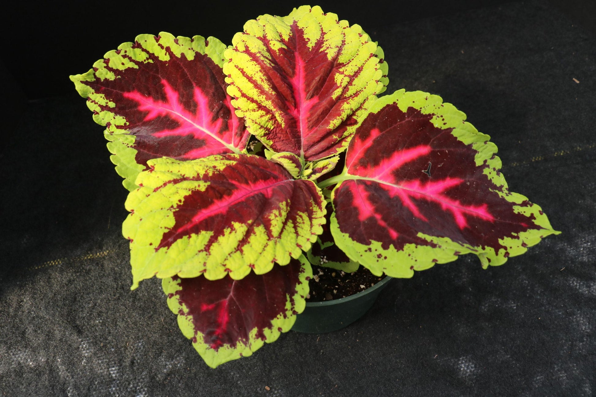 Coleus Kong Jr  Rose - View 8 from www redcrocus com
