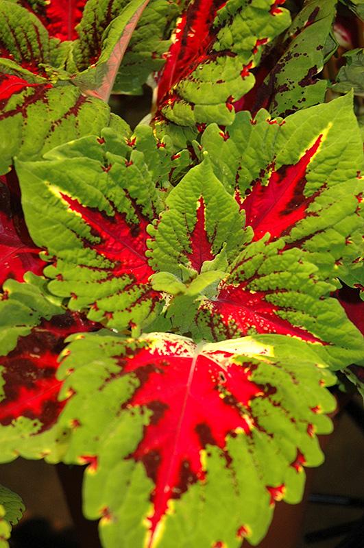 Coleus Kong Jr  Rose - View 9 from www redcrocus com