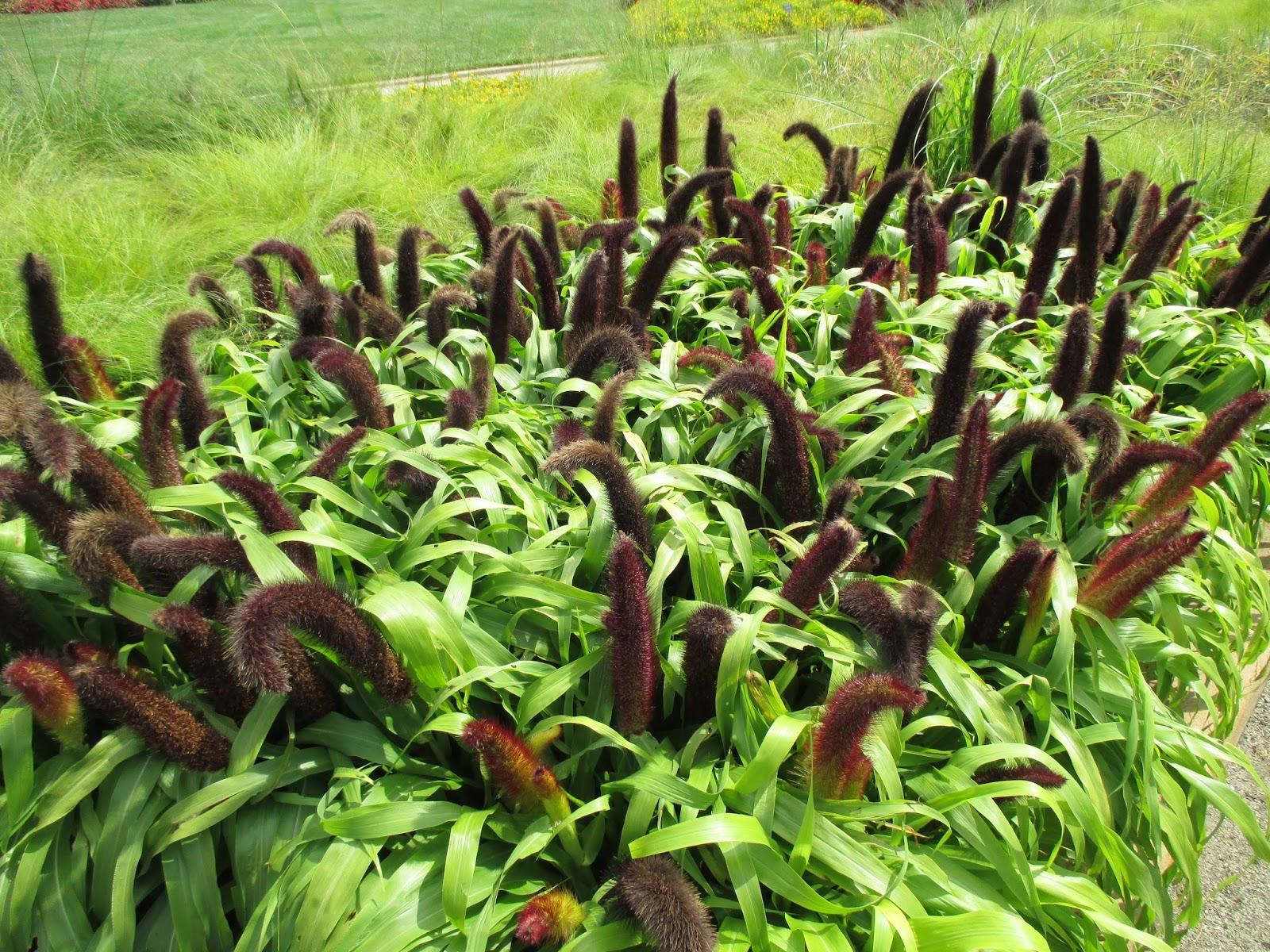 Grass Millet Jade Princess - View 13 from www redcrocus com