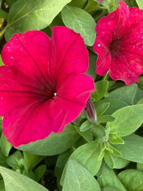 Petunia Easy Wave Red Velour - View 10 from www redcrocus com