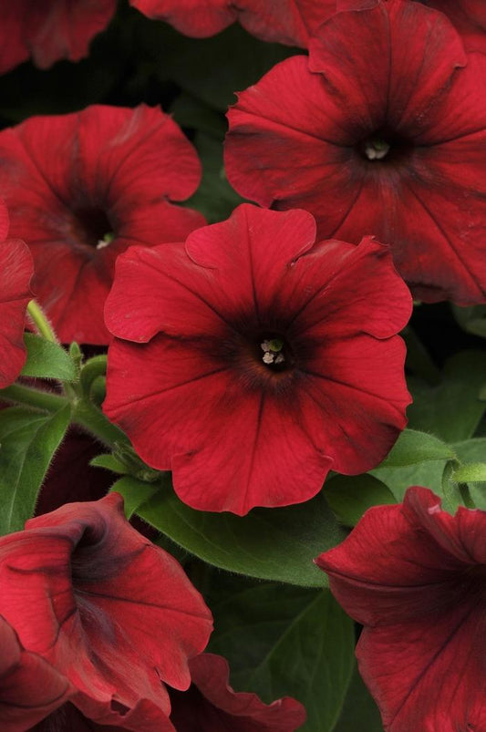 Petunia Easy Wave Red Velour - View 11 from www redcrocus com