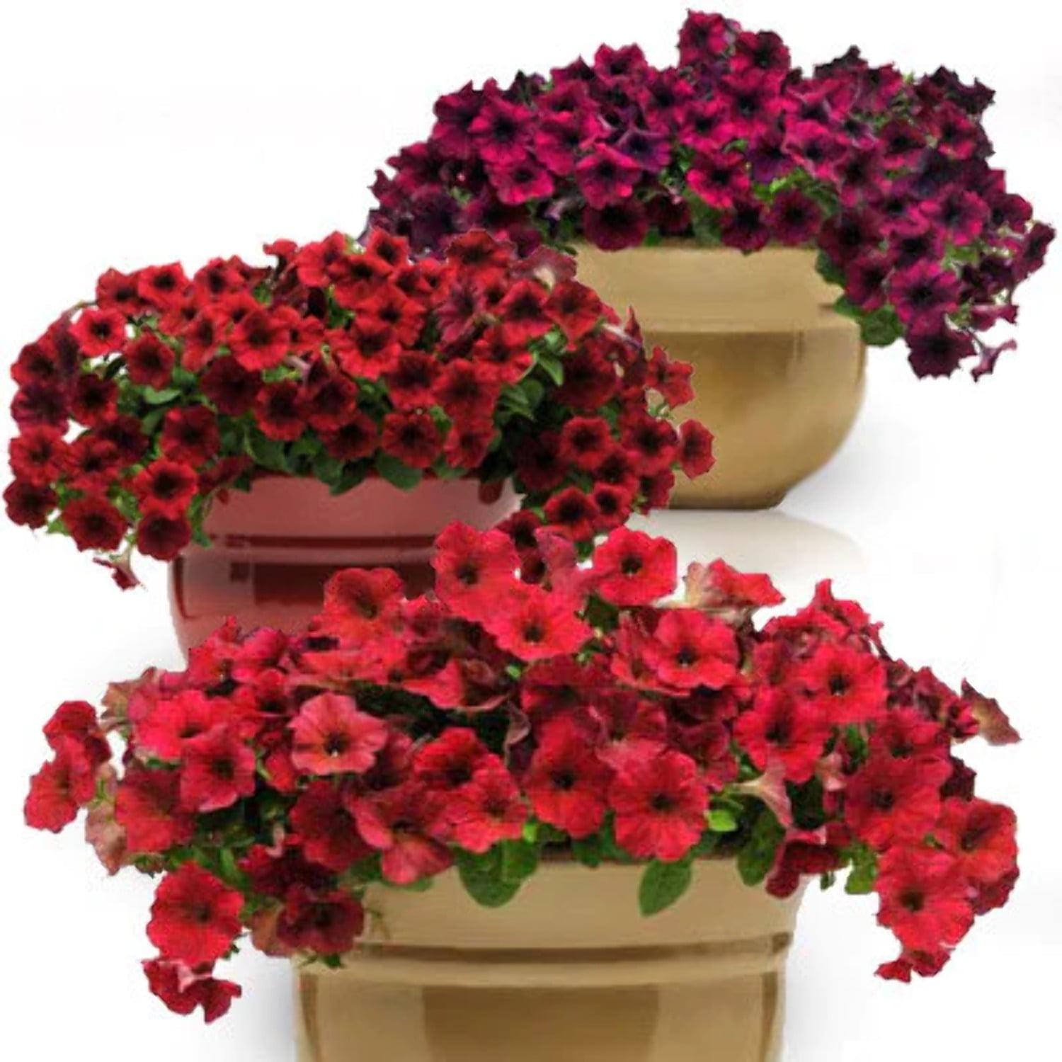 Petunia Easy Wave Red Velour - View 12 from www redcrocus com