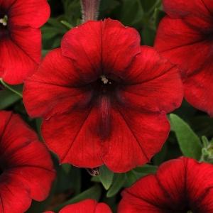Petunia Easy Wave Red Velour - View 14 from www redcrocus com