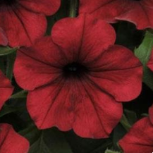 Petunia Easy Wave Red Velour - View 17 from www redcrocus com