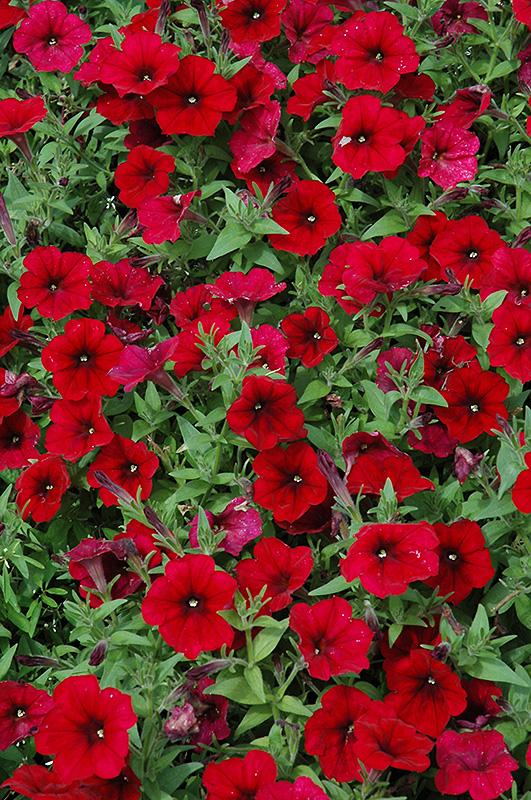 Petunia Easy Wave Red Velour - View 5 from www redcrocus com