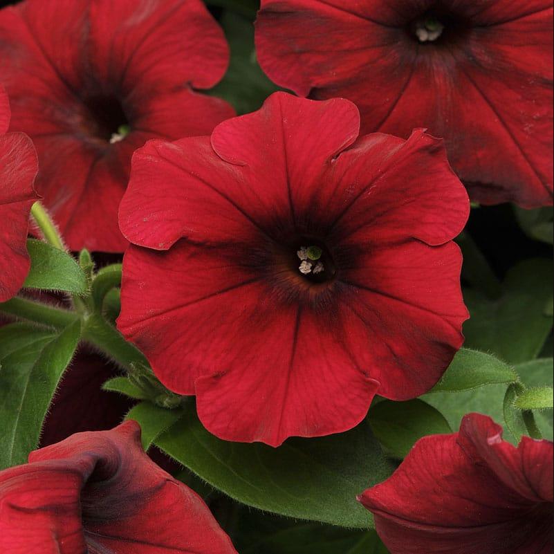 Petunia Easy Wave Red Velour - View 7 from www redcrocus com