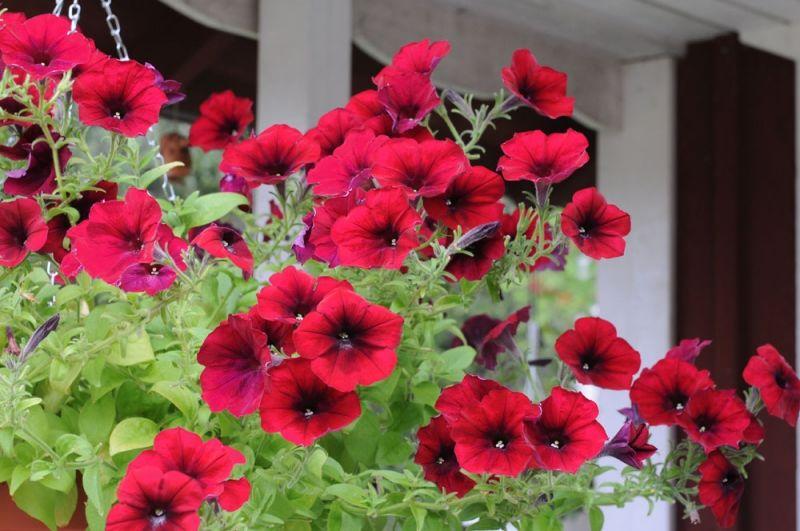 Petunia Easy Wave Red Velour - View 8 from www redcrocus com
