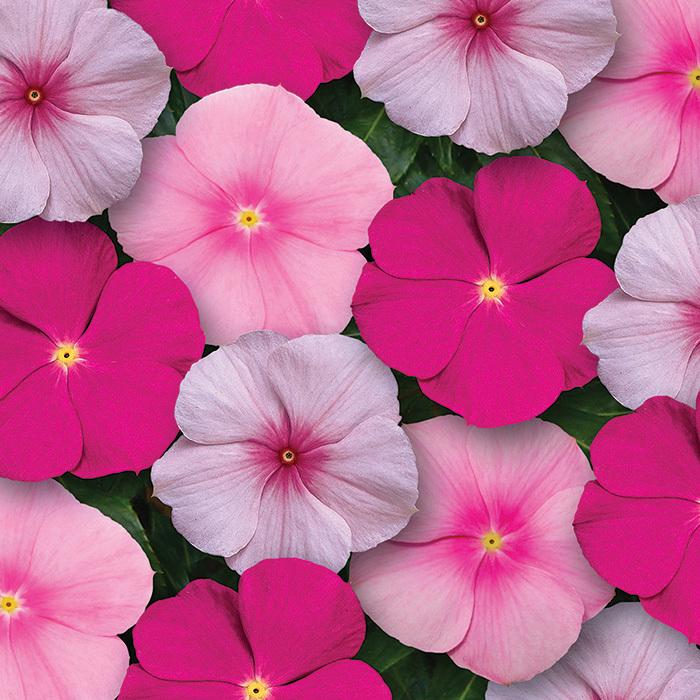 Vinca Titan Bubble Gum - View 1 from www redcrocus com