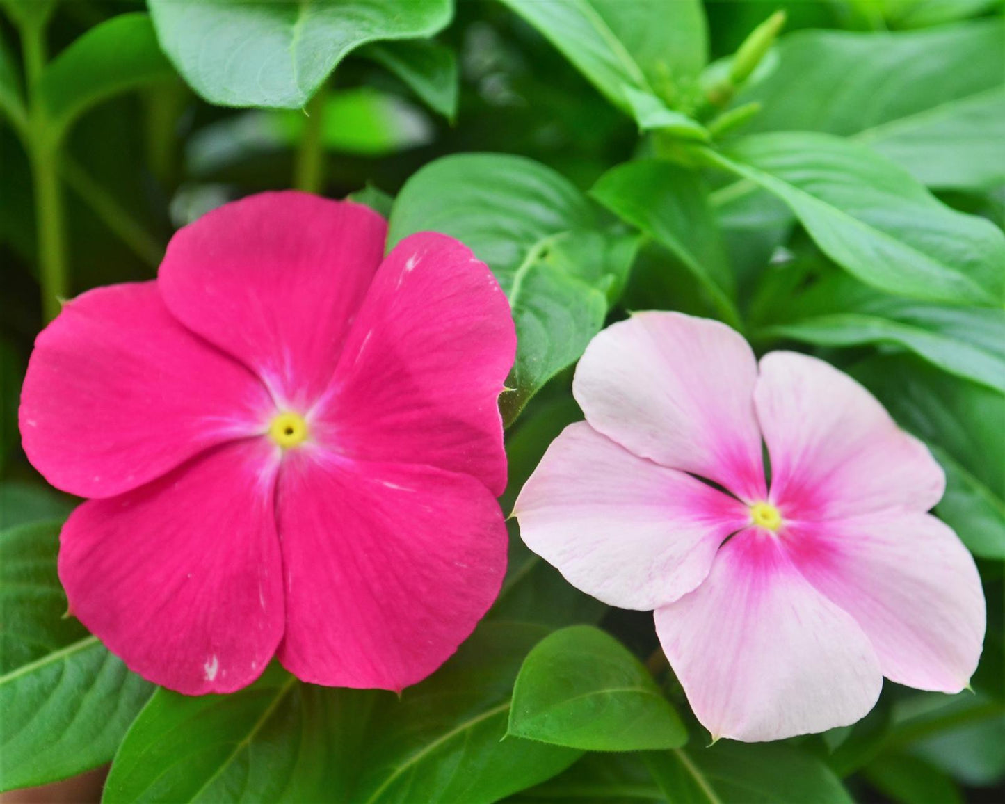 Vinca Titan Bubble Gum - View 2 from www redcrocus com