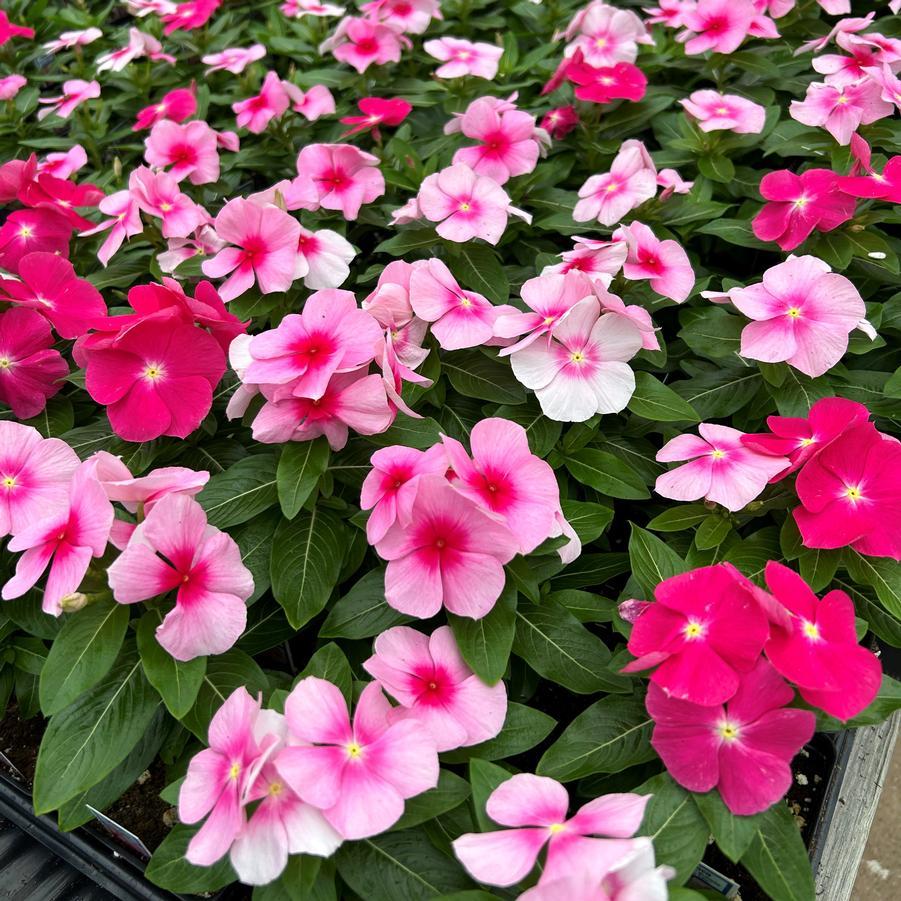 Vinca Titan Bubble Gum - View 3 from www redcrocus com