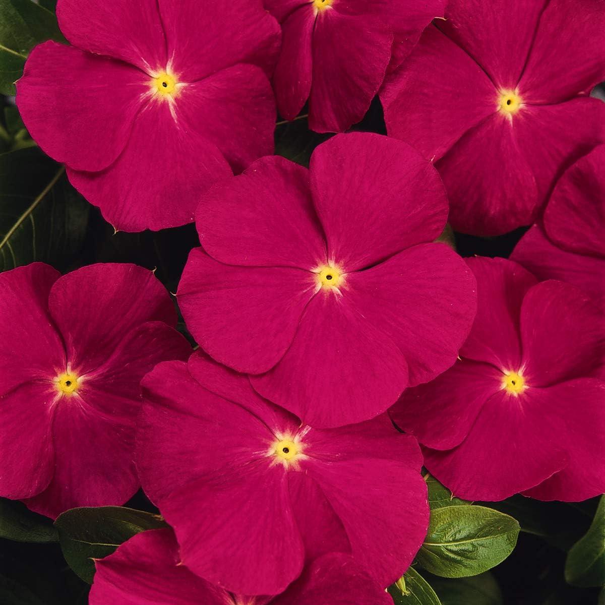 Vinca Titan Bubble Gum - View 4 from www redcrocus com