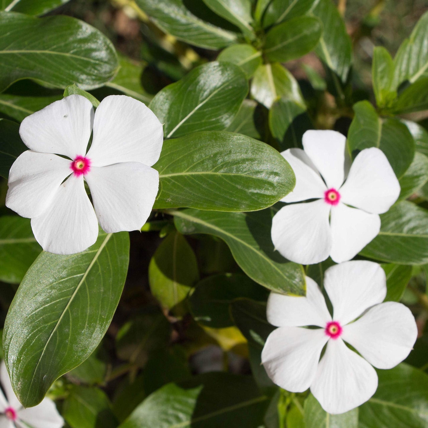 Vinca Titan Bubble Gum - View 5 from www redcrocus com