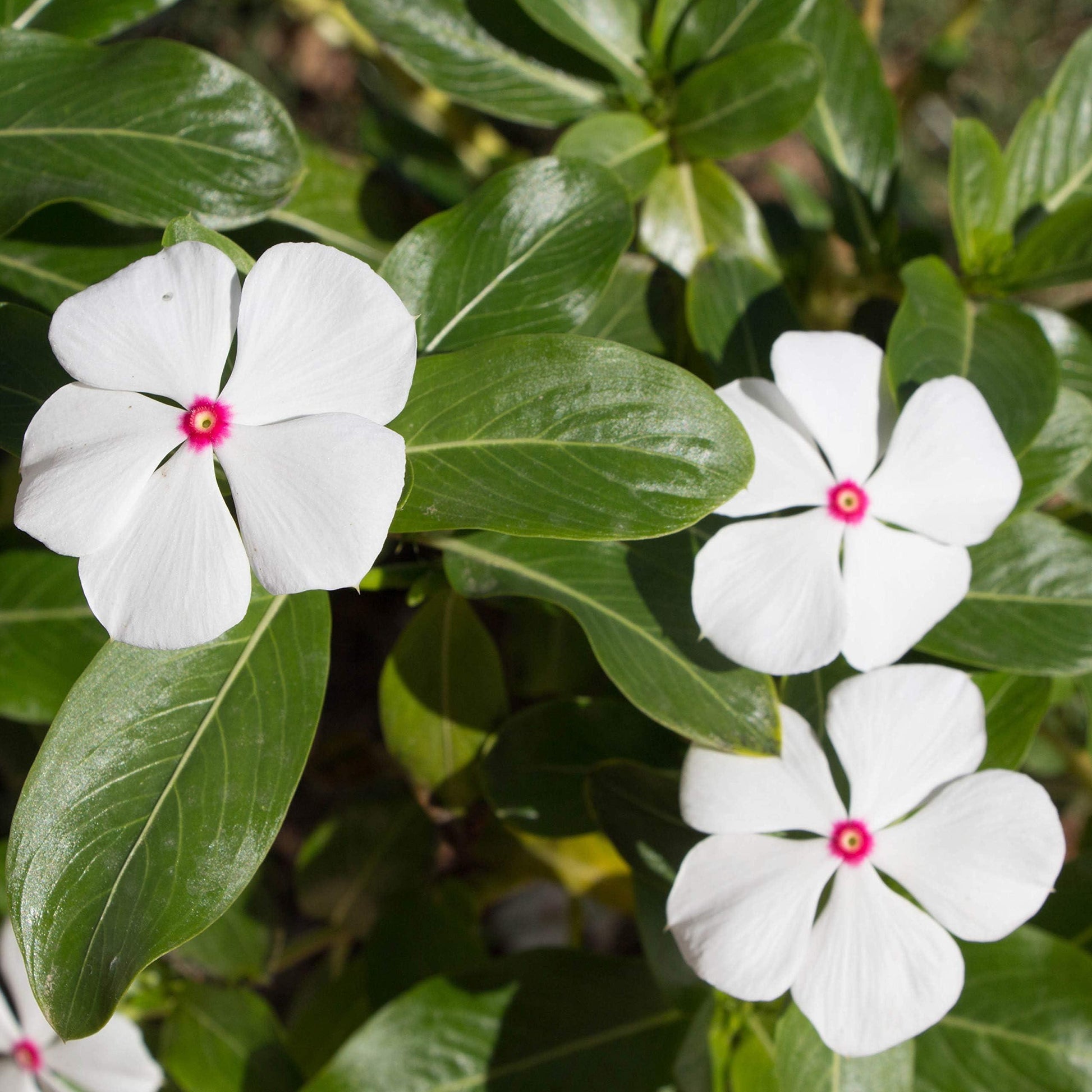 Vinca Titan Bubble Gum - View 5 from www redcrocus com