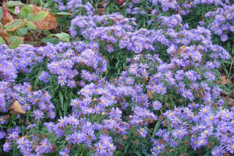 Aster Novi Belgii Showmakers Blue Bayou - View 10 from www redcrocus com