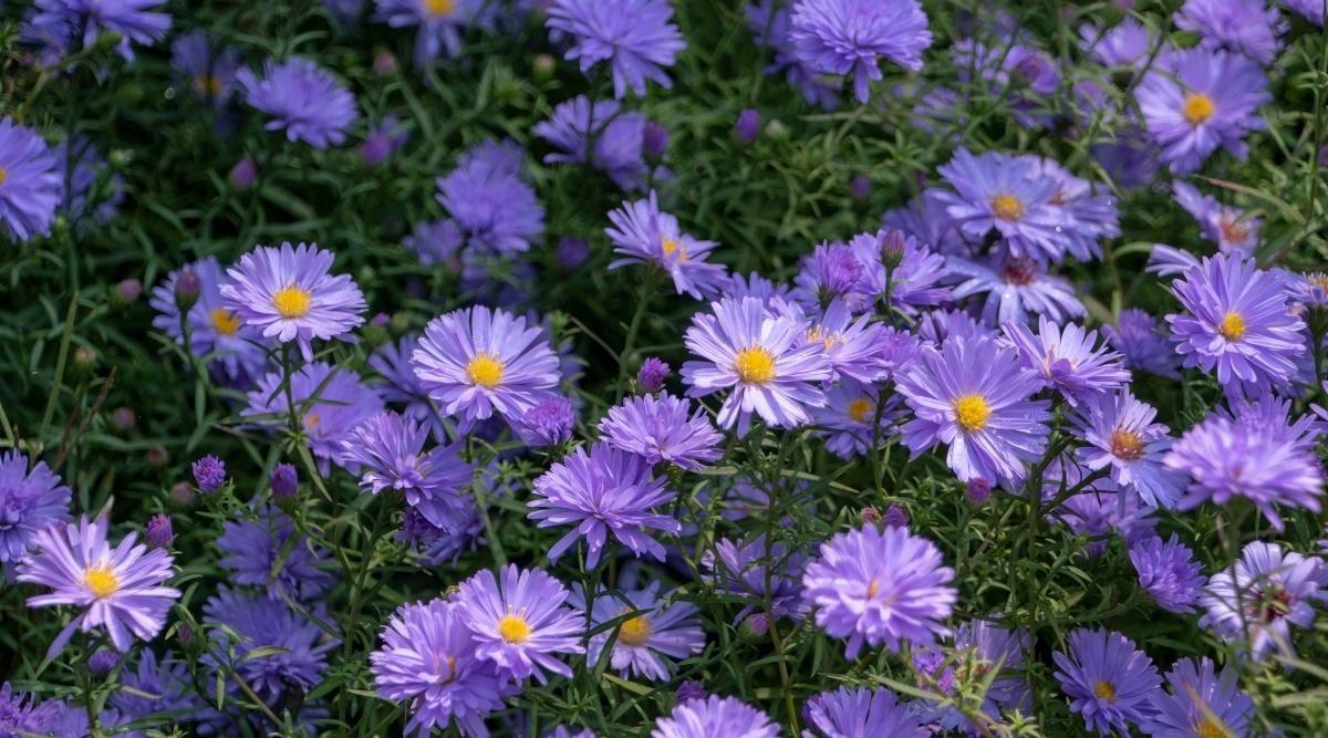 Aster Novi Belgii Showmakers Blue Bayou - View 11 from www redcrocus com