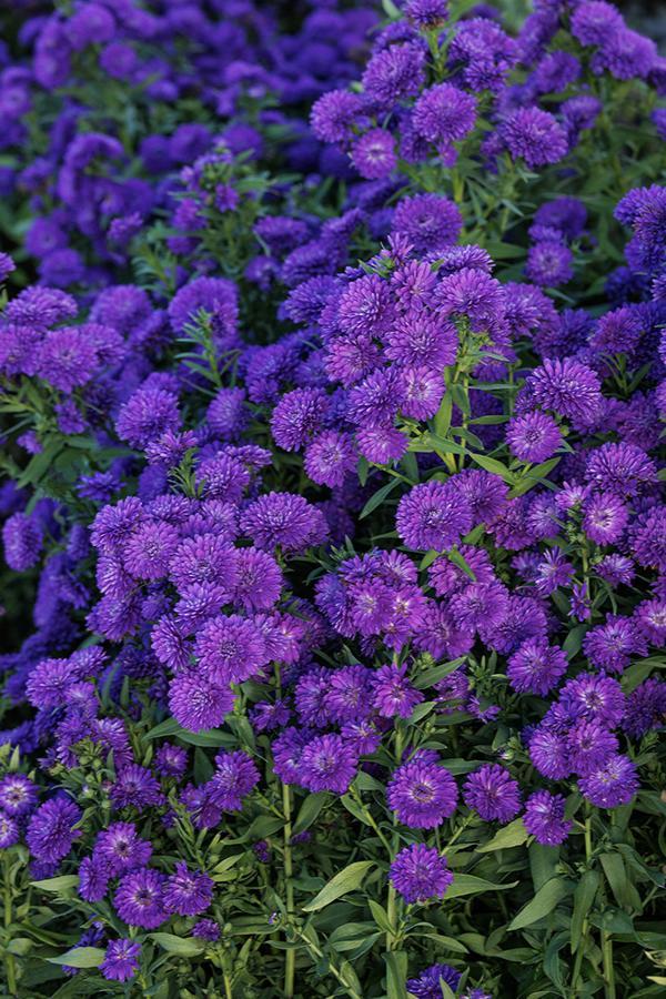 Aster Novi Belgii Showmakers Blue Bayou - View 12 from www redcrocus com
