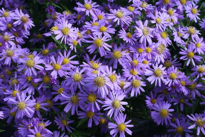 Aster Novi Belgii Showmakers Blue Bayou - View 14 from www redcrocus com