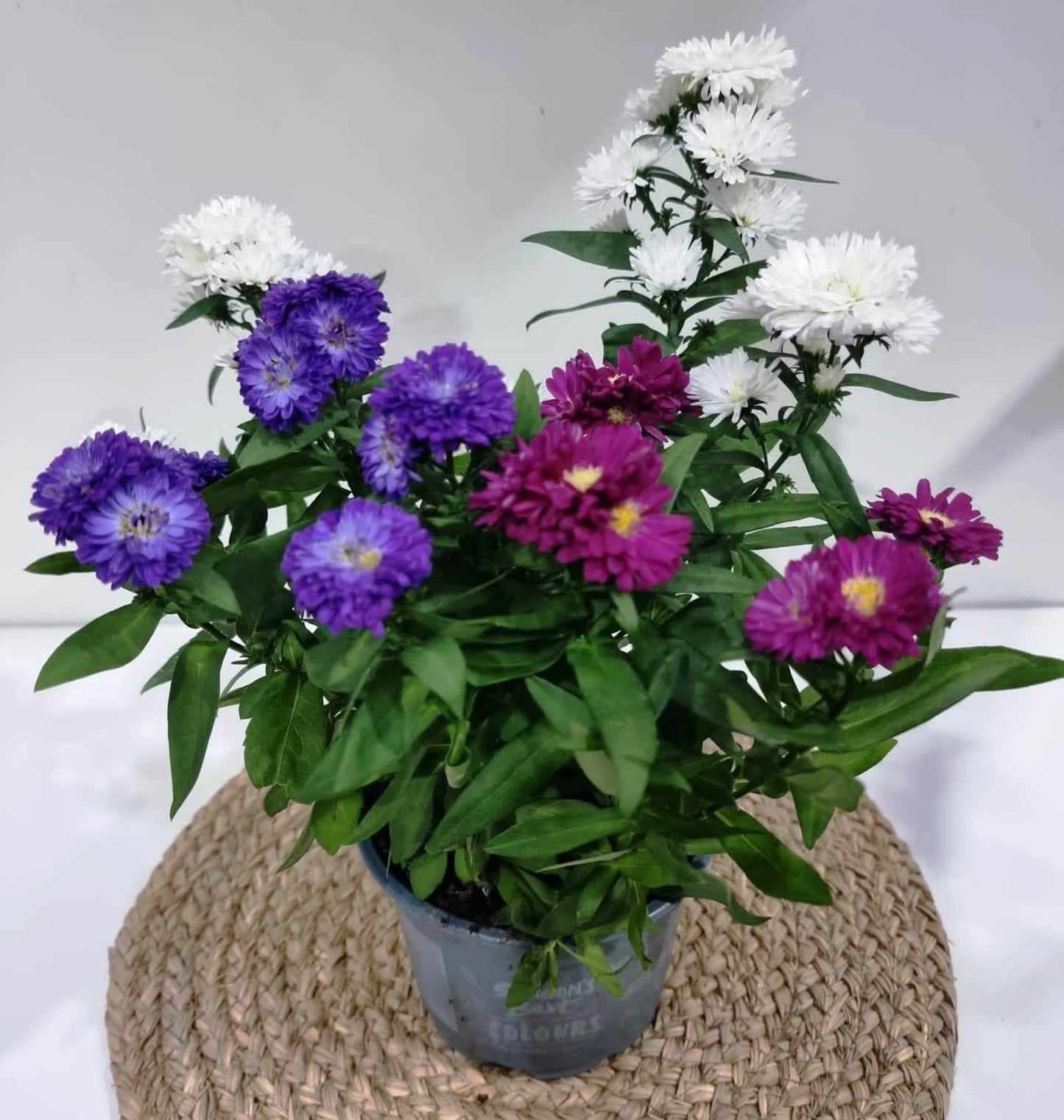 Aster Novi Belgii Showmakers Blue Bayou - View 15 from www redcrocus com