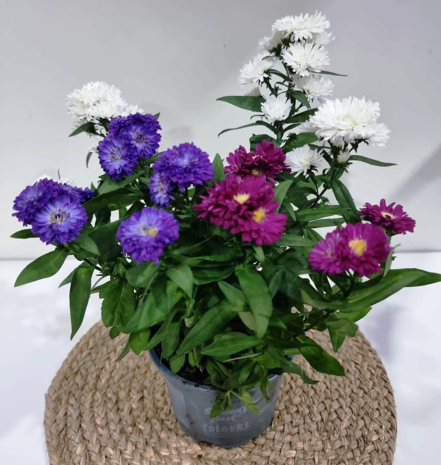 Aster Novi Belgii Showmakers Blue Bayou - View 15 from www redcrocus com