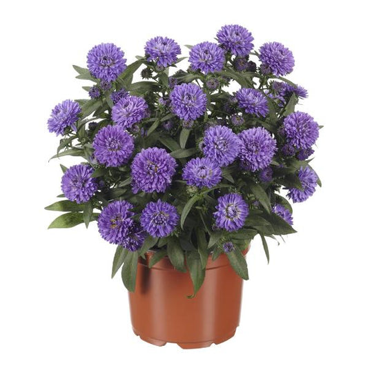 Aster Novi Belgii Showmakers Blue Bayou - View 1 from www redcrocus com