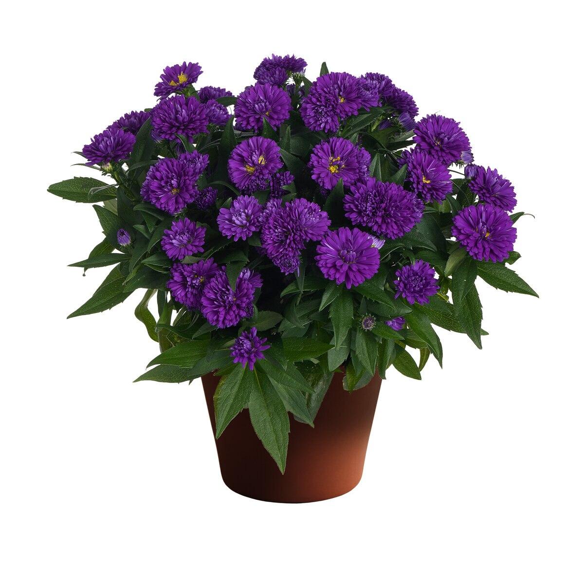 Aster Novi Belgii Showmakers Blue Bayou - View 3 from www redcrocus com