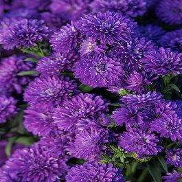 Aster Novi Belgii Showmakers Blue Bayou - View 5 from www redcrocus com