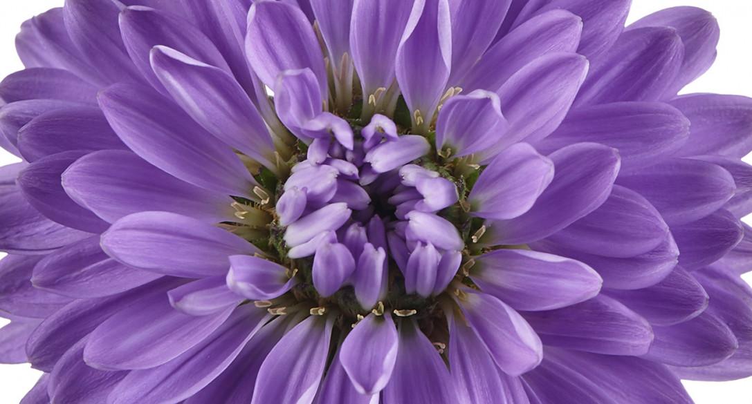 Aster Novi Belgii Showmakers Blue Bayou - View 8 from www redcrocus com