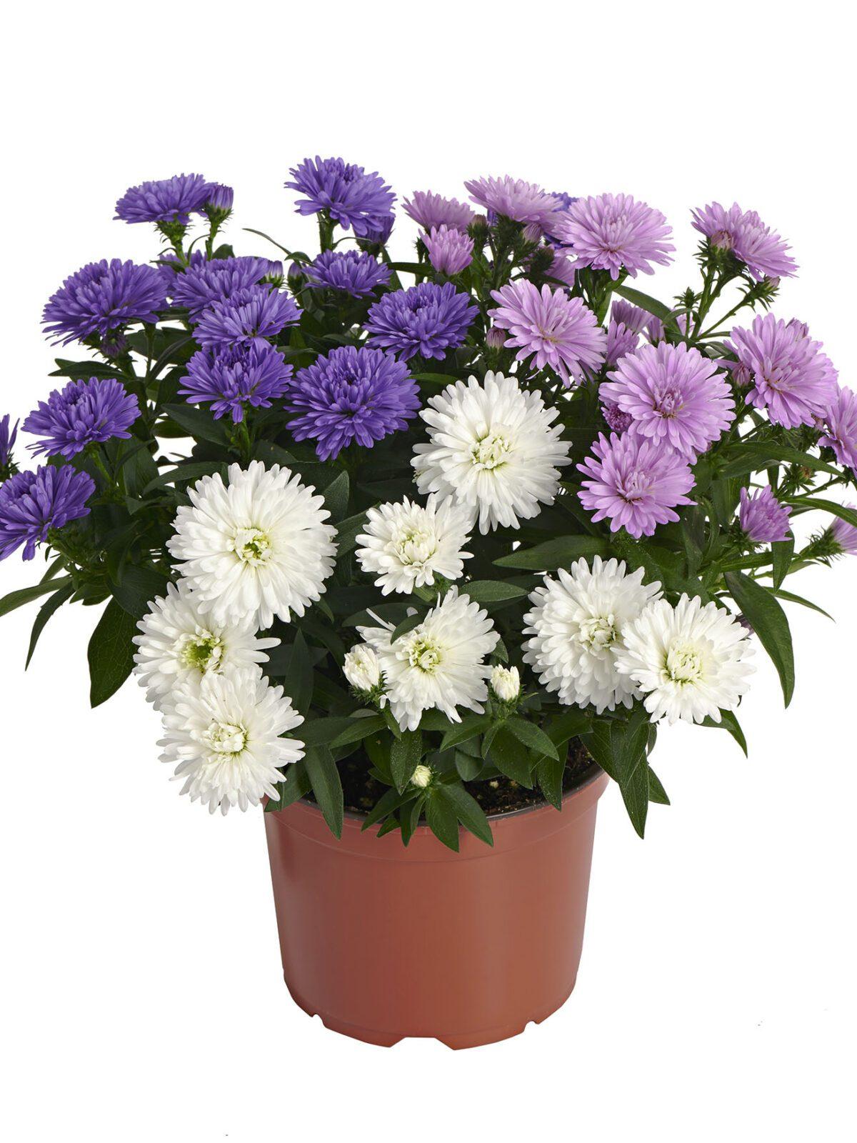 Aster Novi Belgii Showmakers Blue Bayou - View 9 from www redcrocus com