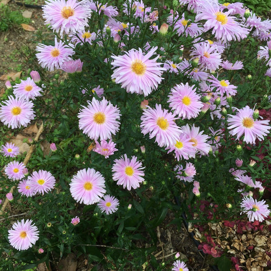 Aster Novi Belgii Showmakers Pretty Pink - View 12 from www redcrocus com