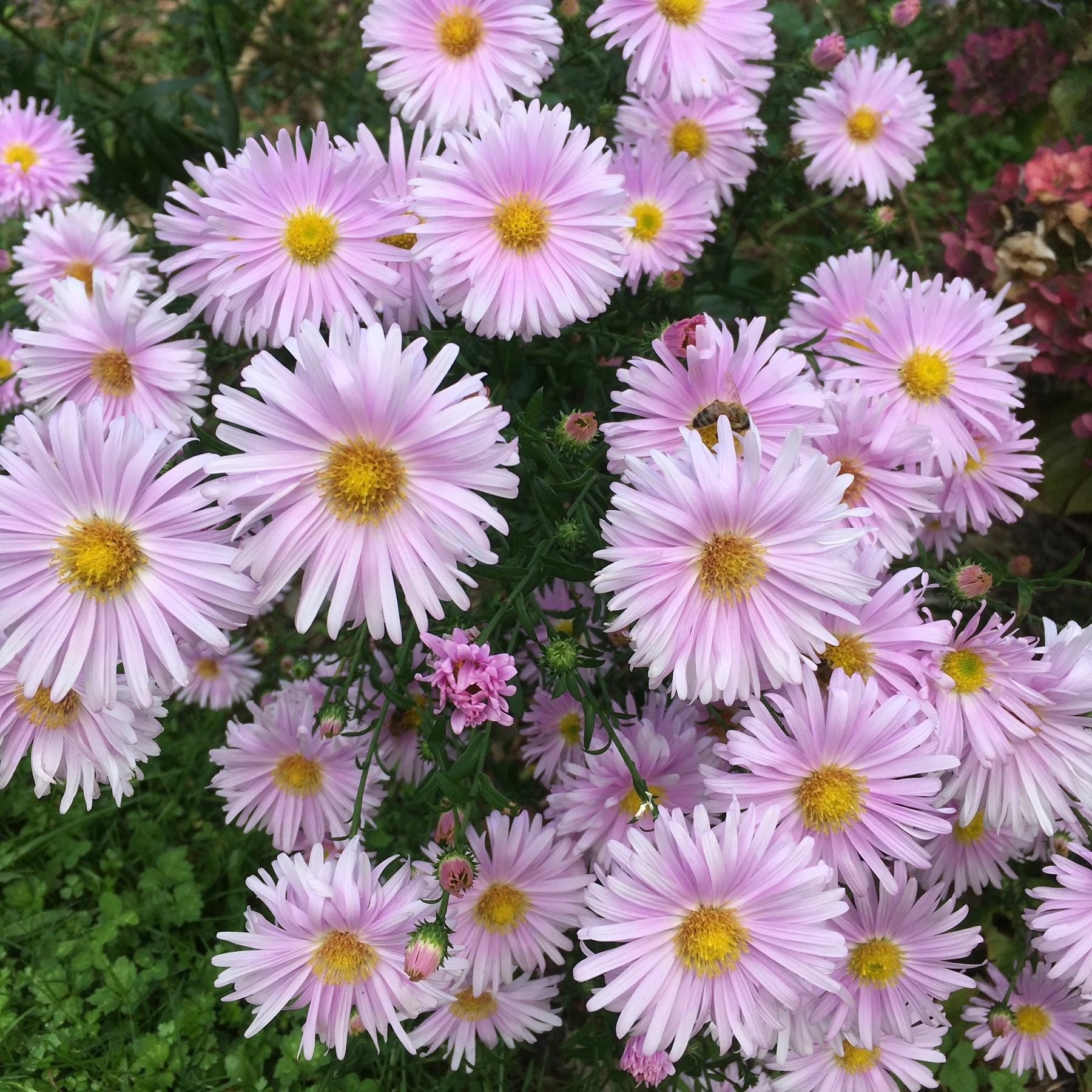 Aster Novi Belgii Showmakers Pretty Pink - View 3 from www redcrocus com