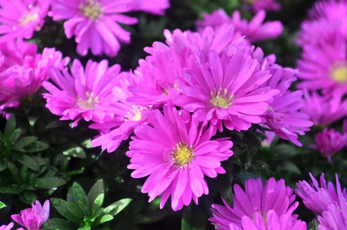 Aster Novi Belgii Showmakers Pretty Pink - View 4 from www redcrocus com