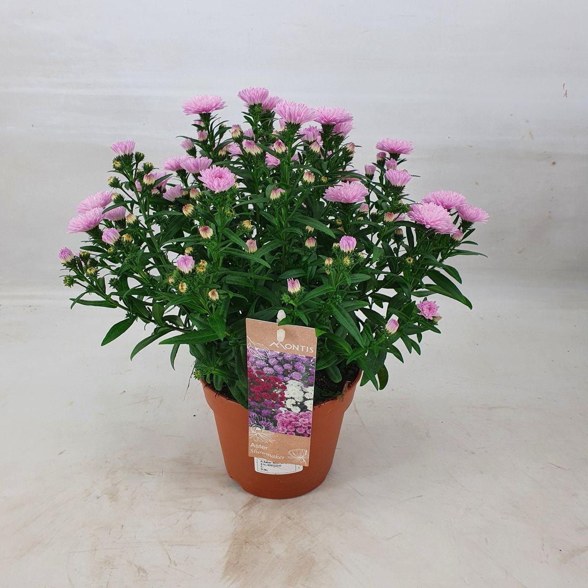 Aster Novi Belgii Showmakers Pretty Pink - View 5 from www redcrocus com