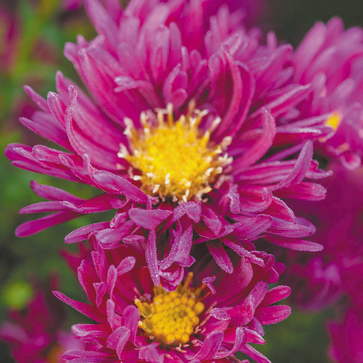 Aster Novi Belgii Showmakers Pretty Pink - View 6 from www redcrocus com