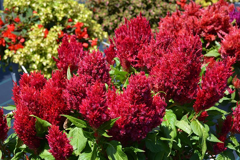 Celosia First Flame Red - View 11 from www redcrocus com