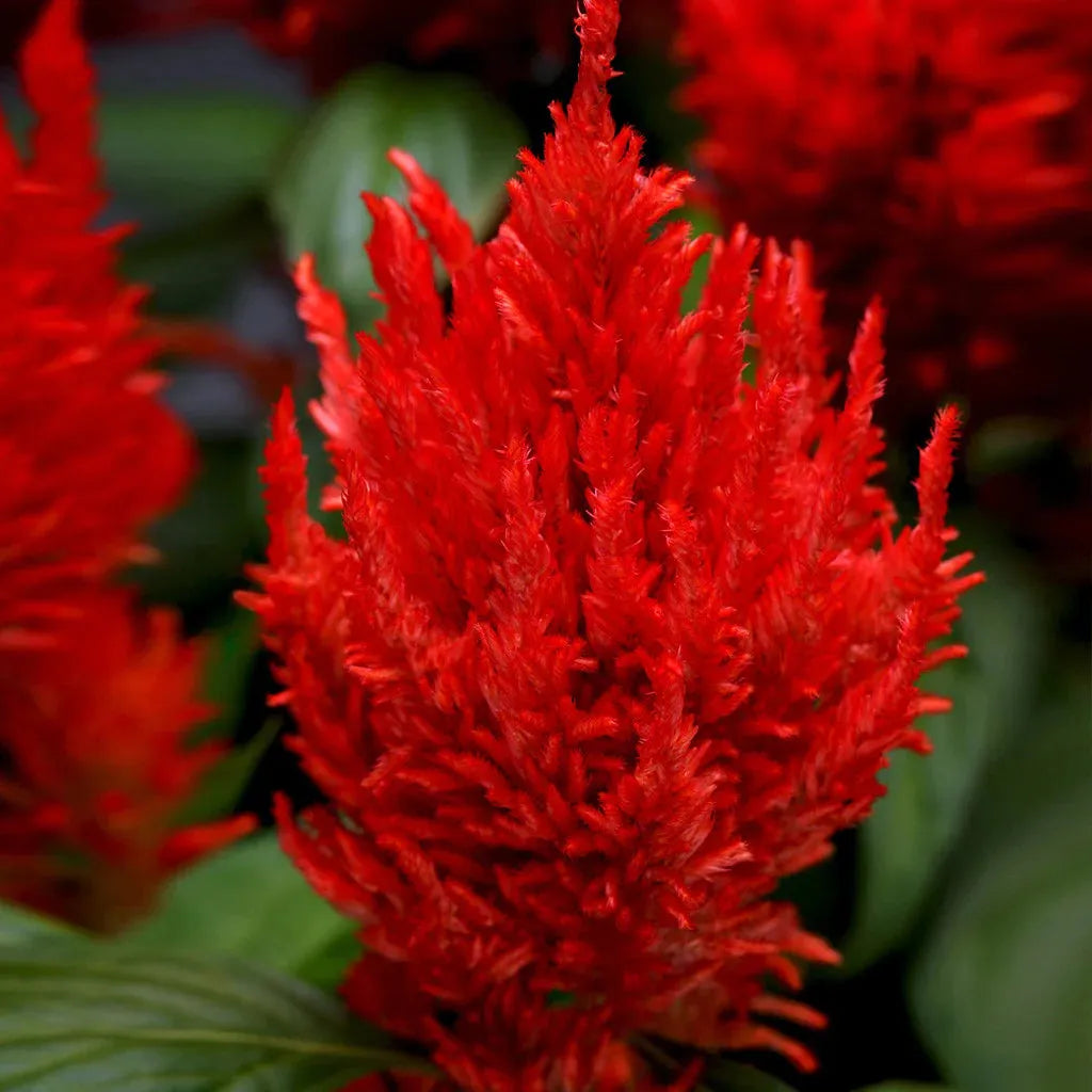 Celosia First Flame Red - View 12 from www redcrocus com