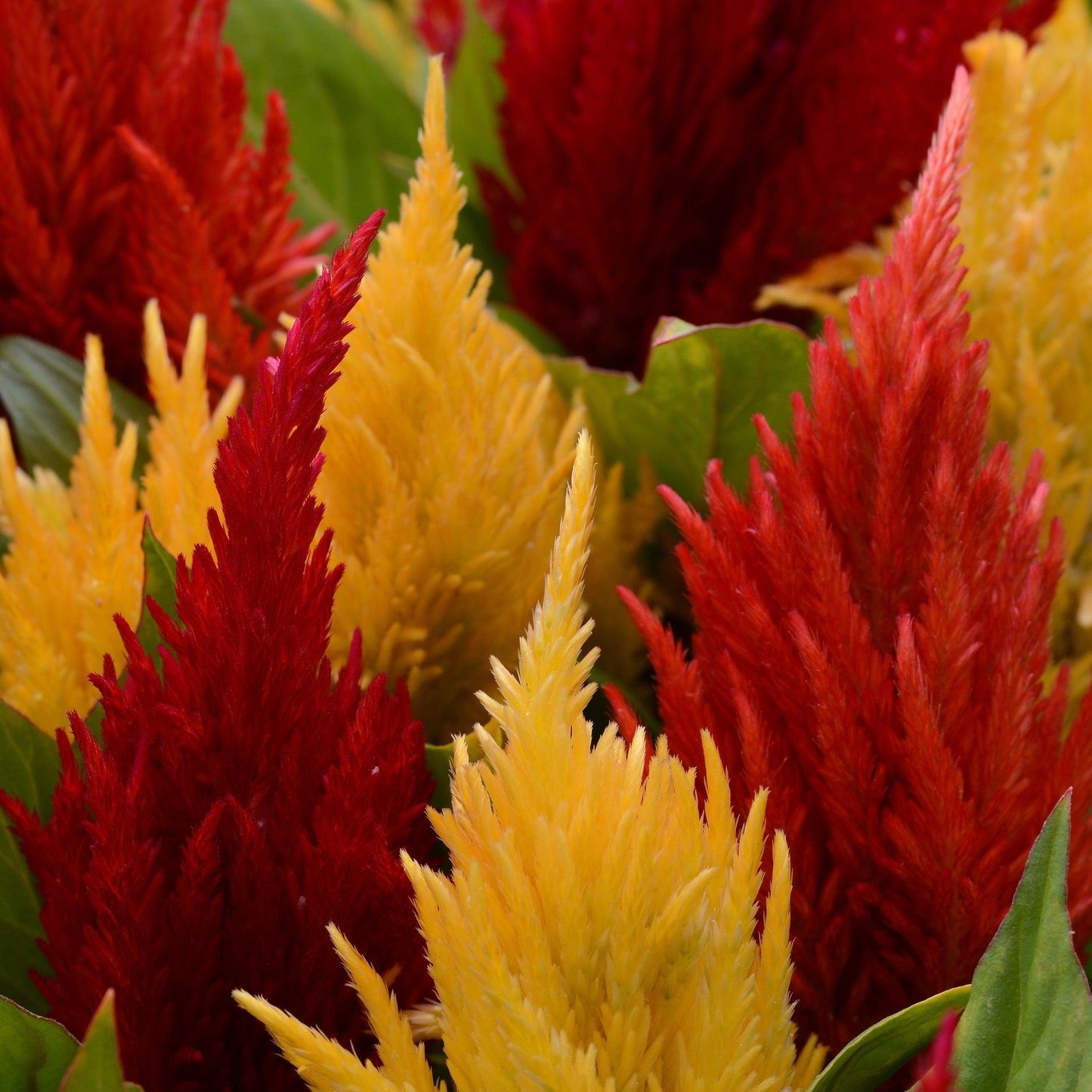 Celosia First Flame Red - View 13 from www redcrocus com