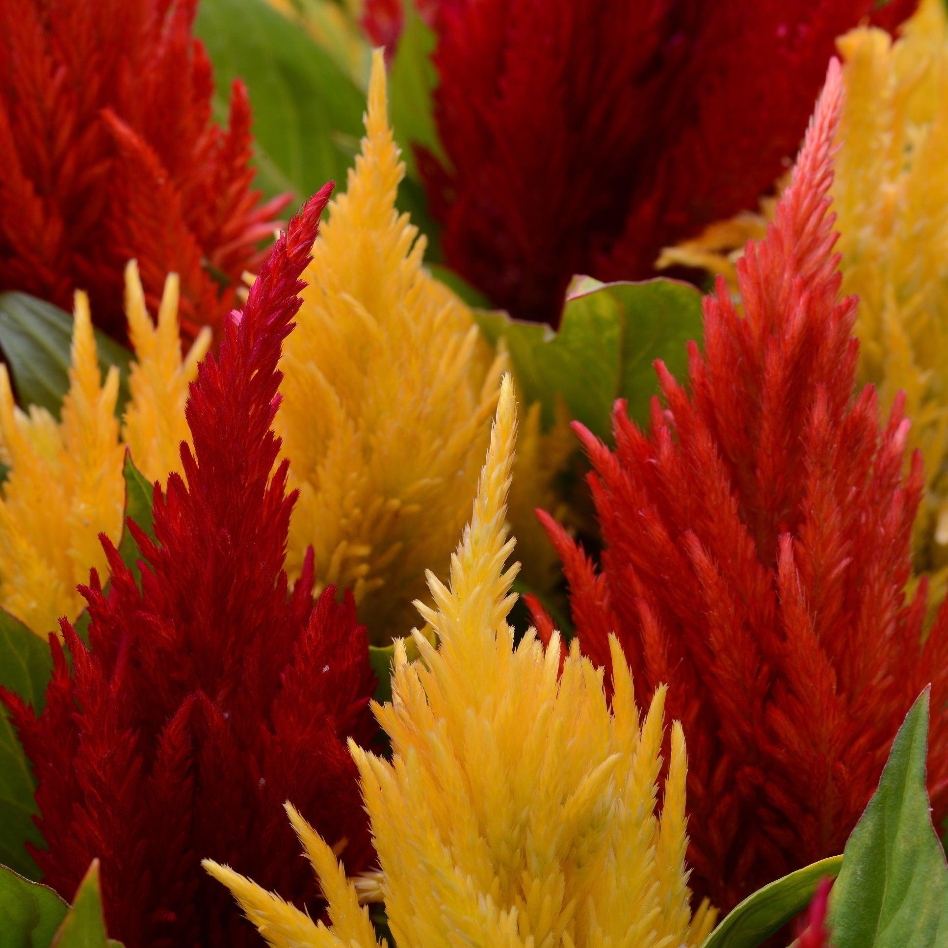 Celosia First Flame Red - View 13 from www redcrocus com