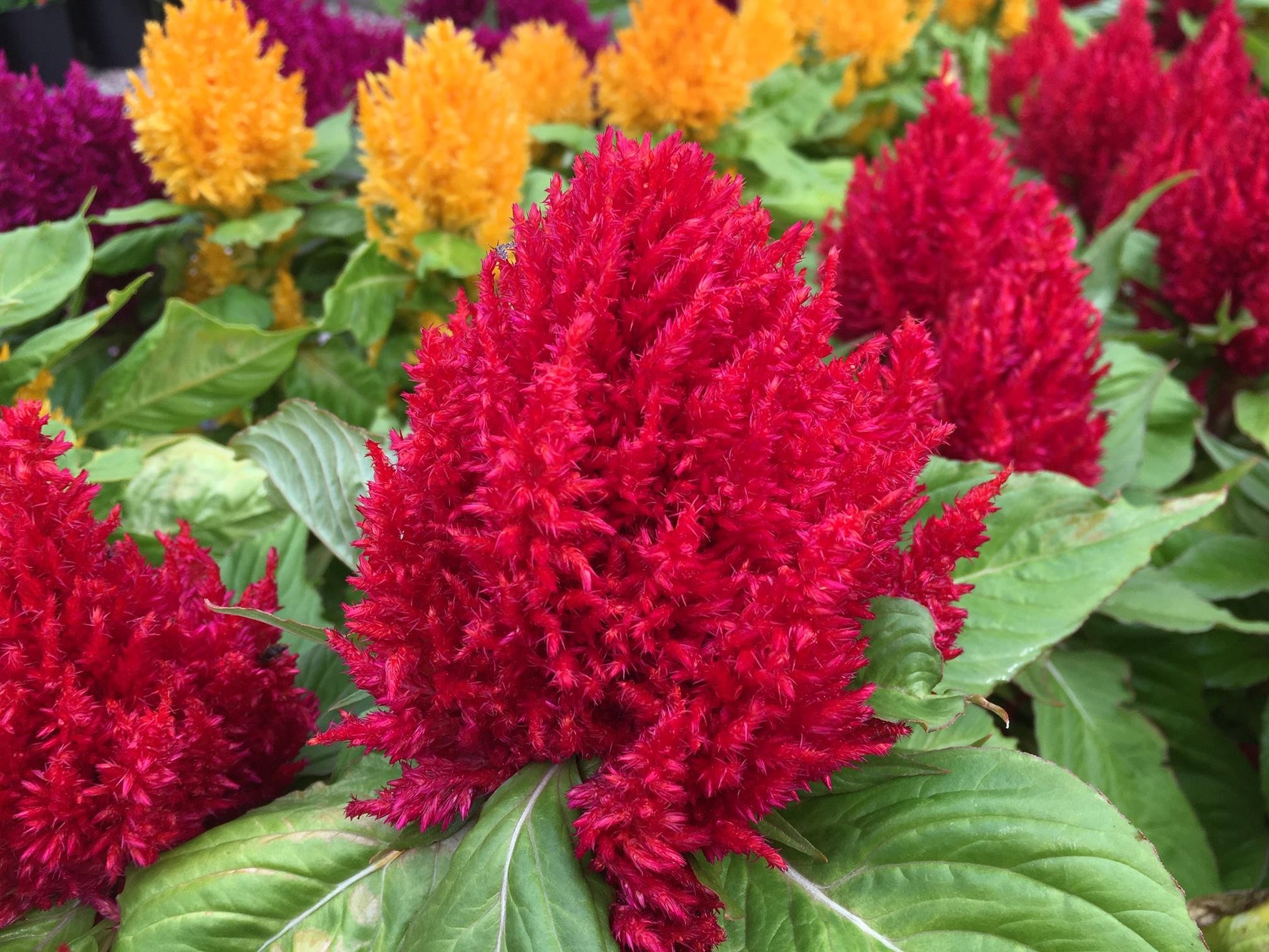 Celosia First Flame Red - View 14 from www redcrocus com