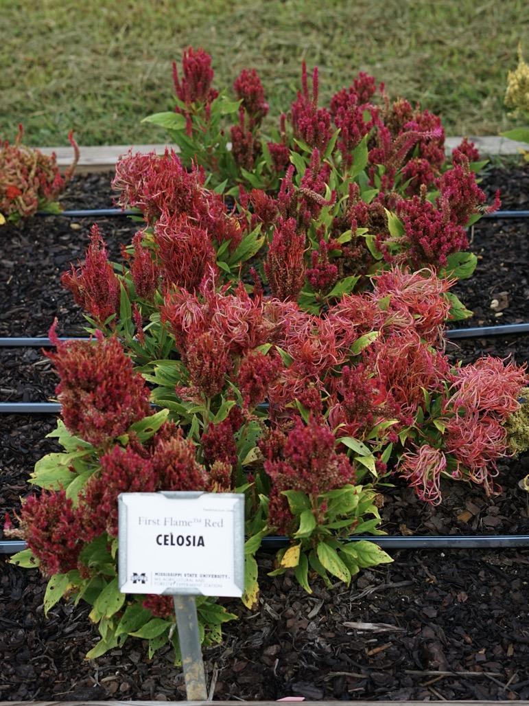Celosia First Flame Red - View 15 from www redcrocus com