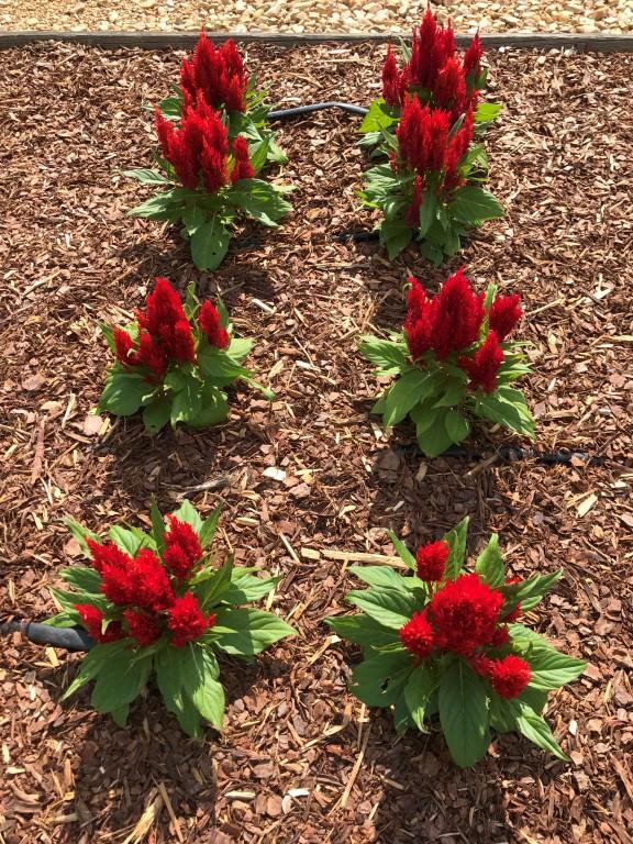 Celosia First Flame Red - View 16 from www redcrocus com