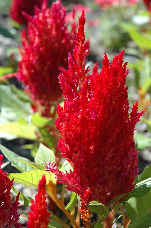 Celosia First Flame Red - View 1 from www redcrocus com