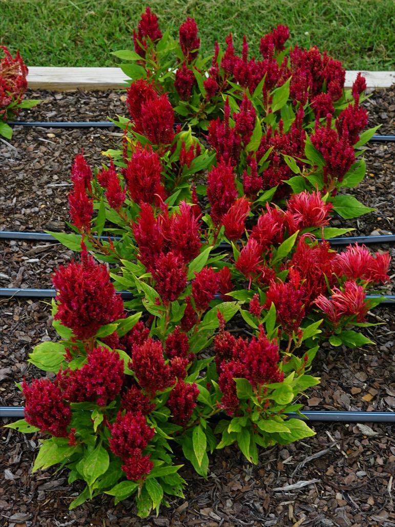 Celosia First Flame Red - View 5 from www redcrocus com