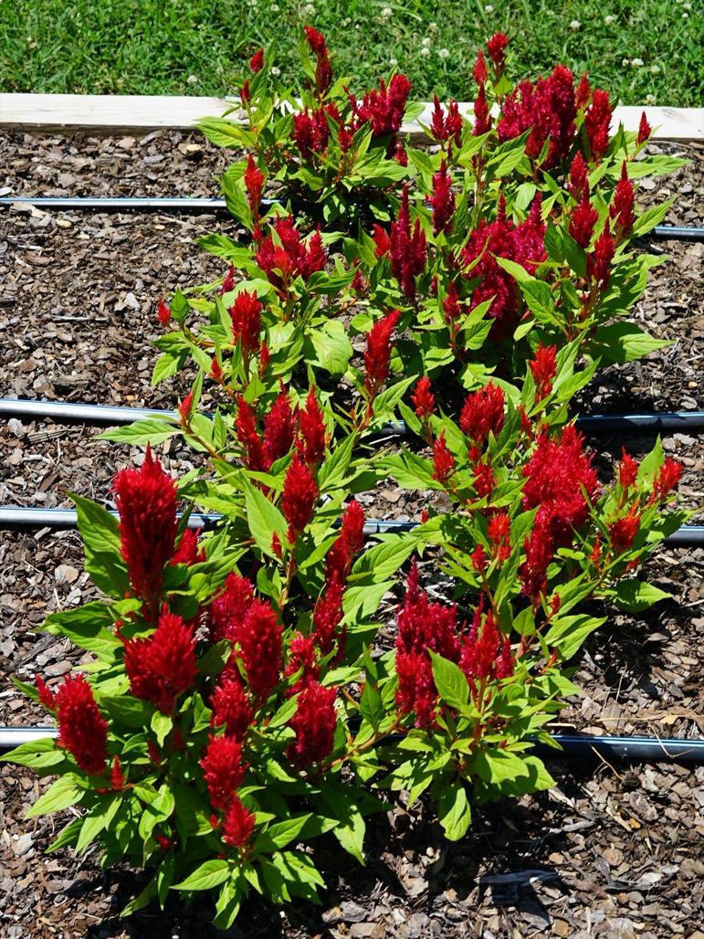 Celosia First Flame Red - View 6 from www redcrocus com