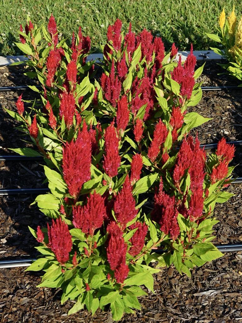 Celosia First Flame Red - View 8 from www redcrocus com