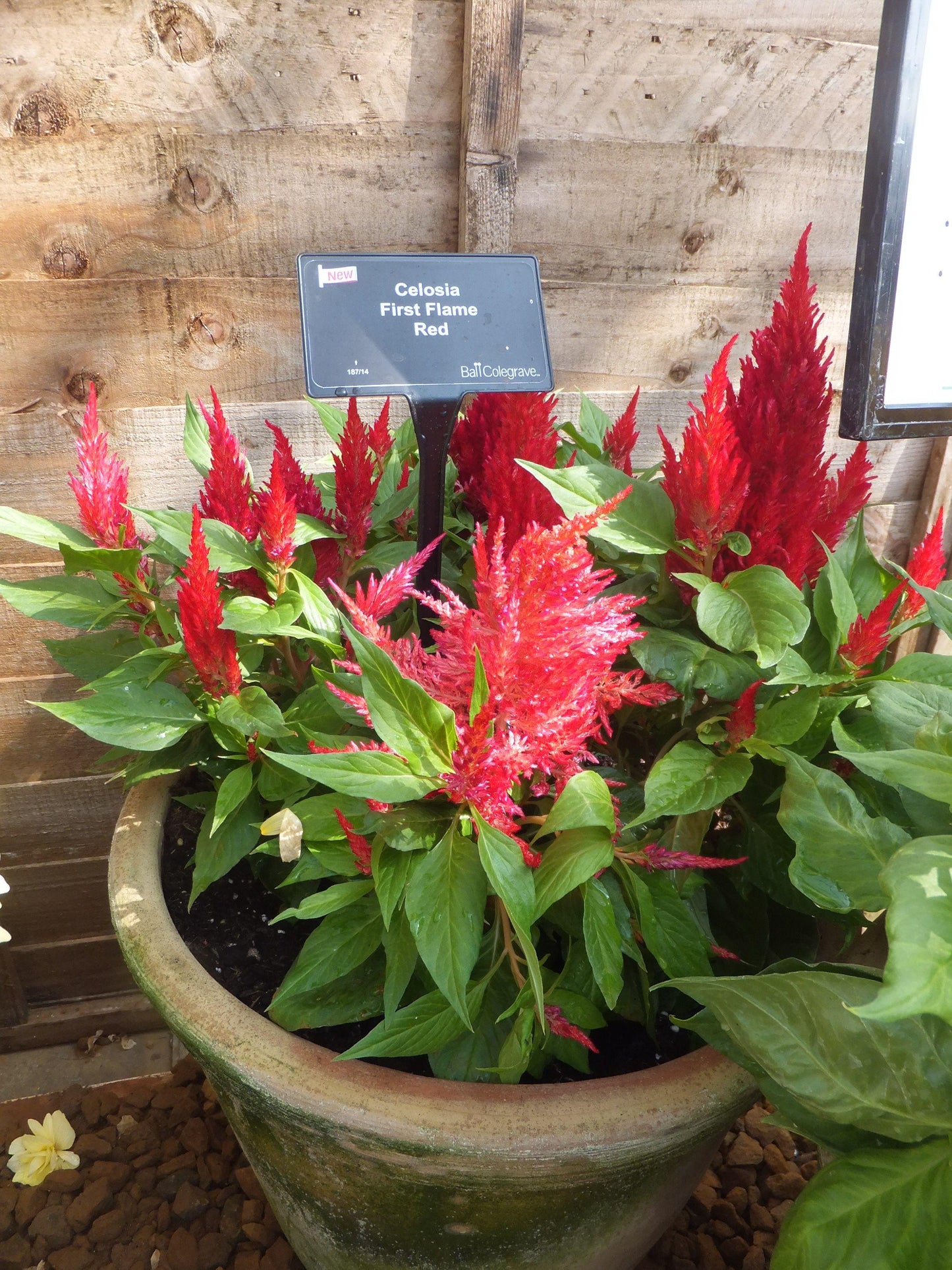 Celosia First Flame Red - View 9 from www redcrocus com