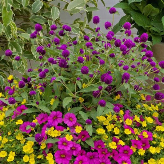 Gomphrena Ping Pong Purple - View 10 from www redcrocus com